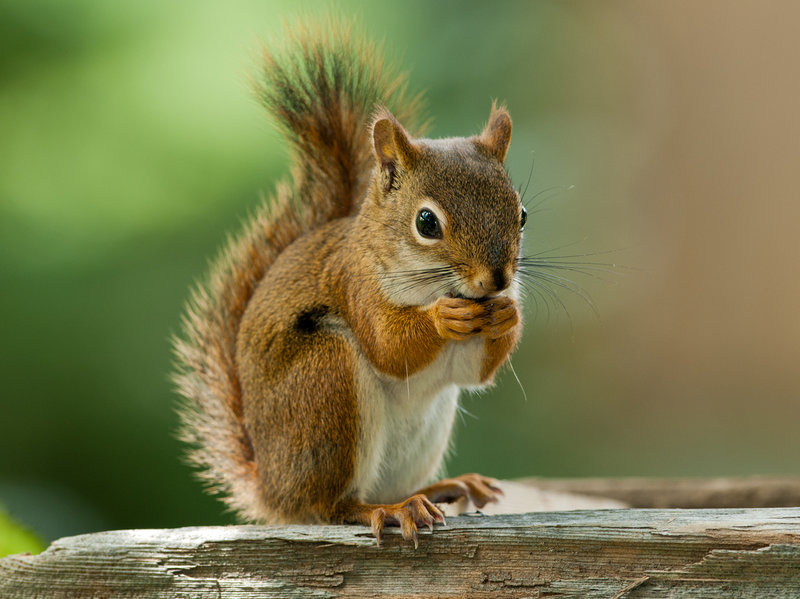 This is an image of a squirrel